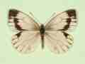 Pieris napi female (aberrant form interjuncta 2) (Internet Image property of respective owner, non-commercial use only)